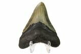Fossil Megalodon Tooth - North Carolina #160566-2